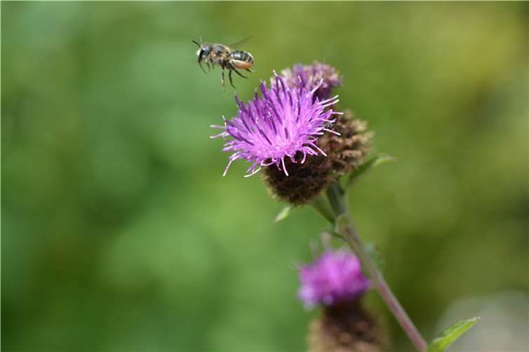 Die schwarze Flockenblume ist auch für andere Wildbienen eine beliebte Pollenquelle.