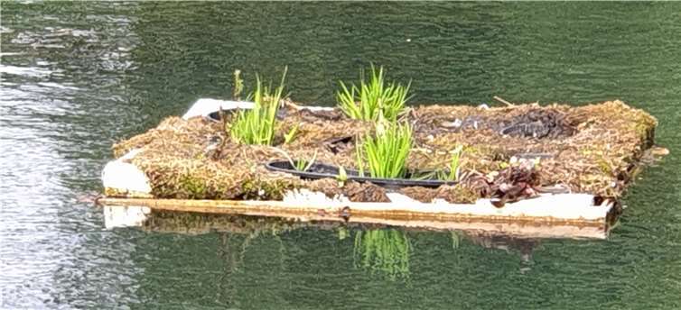Die schwimmende Pflanzeninsel sorgt für eine zusätzliche Sauerstoffzufuhr. Fotos: privat