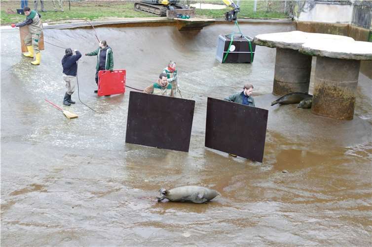 Die sechs Seehunde aus dem Zoo Neuwied ziehen in die Niederlande um, damit die alte Seehundanlage abgerissen werden kann.  Fotos: Zoo Neuwied
