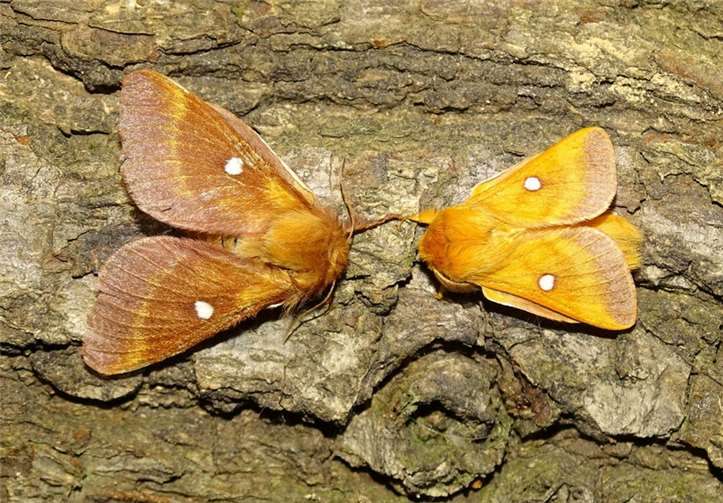 Die seltene Nachtfalterart „Hecken-Wollafter“ hat sich im Maifeld angesiedelt. SGD Nord