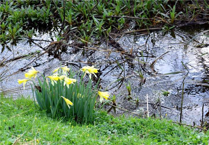 Die spektakuläre Blüte der Wilden Narzissen lock jedes Jahr unzählige Besucher in die Umgebung von Monschau und Höfen.  NABU/Birgit Christophersen