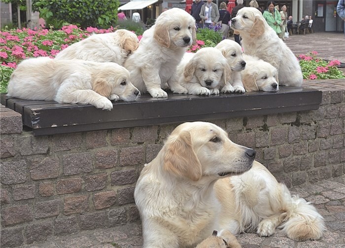 Die stolze Mutter passt auf ihren kleinen Nachwuchs auf.WM