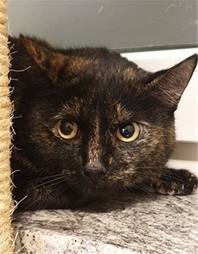 Die süße Hanni sucht dringend ein ruhiges Zuhause. Fotos: privat