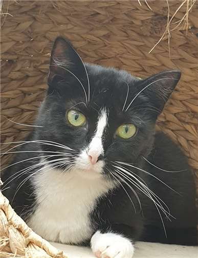 Die süße Kätzin Maja.Foto: privat