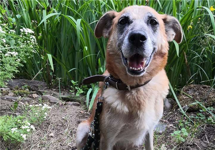 Die süße Mausi sucht noch ihre neue Familie.Foto: Tierheim u. Tierschutzverein Kreis Ahrweiler e.V.