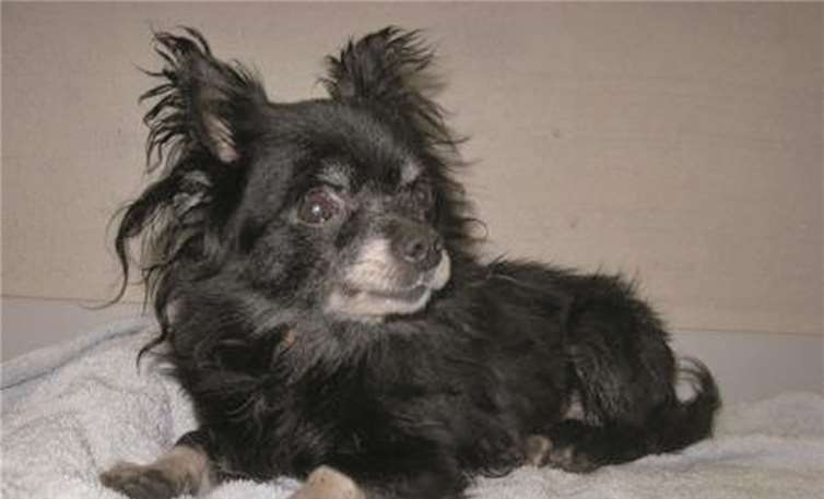 Die süße Momo ist circa zehn Jahre alt. privat