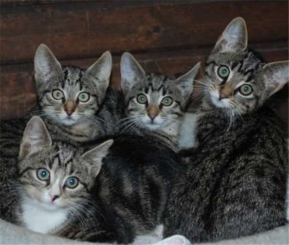 Die süßen Katzenbabys der Nudelbande suchen ein neues Zuhause.privat