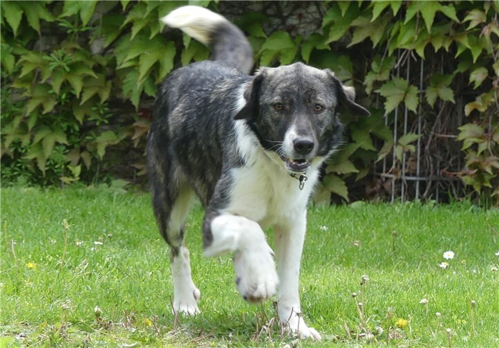 Die superliebe Jule versteht sich super mit ihren Artgenossen. Foto: privat