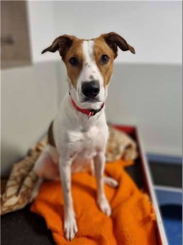 Die taube Hündin Roxy.  Foto: privat