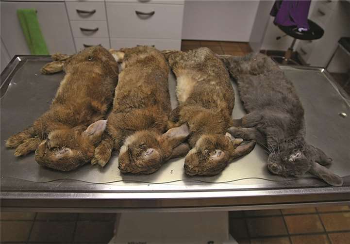 Die todkranken Schlachtkaninchen in der Tierarztpraxis Dr. med. vet. Hümmelchen in Eitorf.Privat