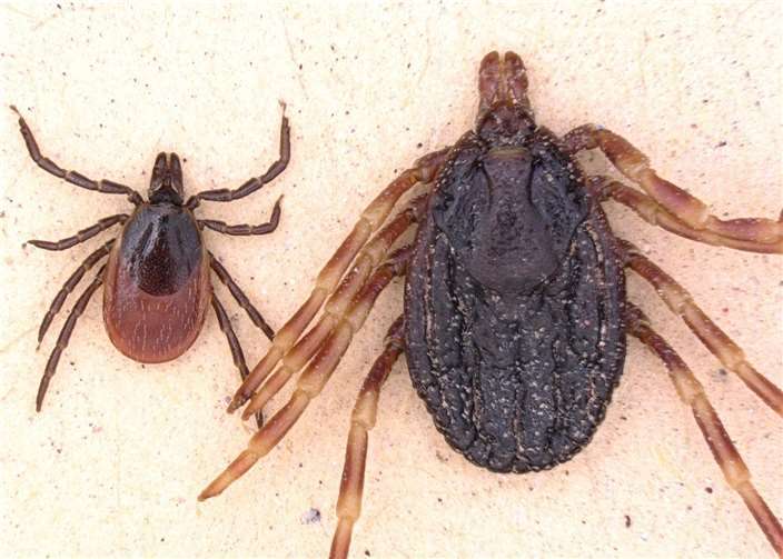 Die tropische Zecke Hyalomma marginatum (r.) im Vergleich zum „Gemeinen Holzbock“, der hierzulande weit verbreitet ist. IMB / Lidia Chitimia-Dobler