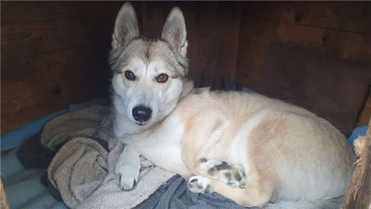Die ukrainische Husky-Dame „Madame“ wurde bei der Familie Müller-Günther in Obermendig adoptiert.  Foto: privat