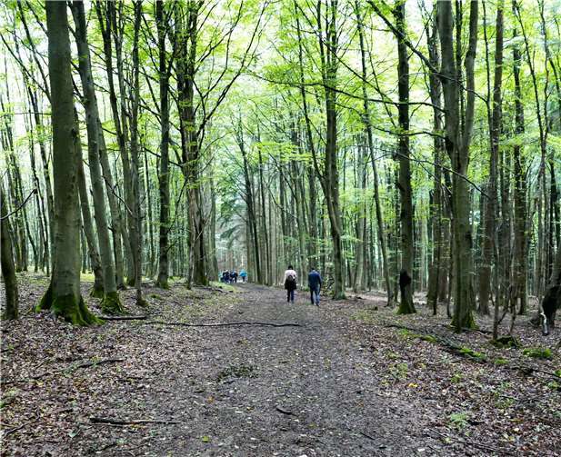 Die verborgenen Seiten des Waldes entdecken. Foto: privat