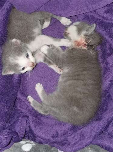 Die verletzten katzenwelpen Liam und Flamur. Foto: Tierschutz Siebengebirge