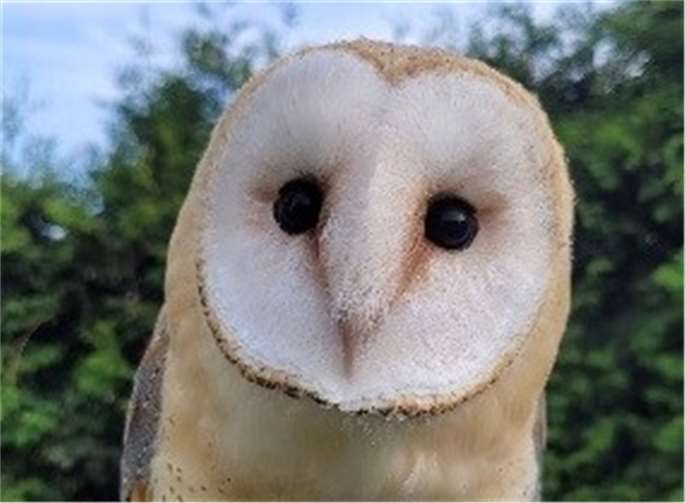 Die vermisste Eule ist wieder da! Foto: Polizei 