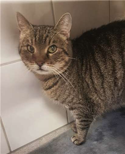 Die verschmuste Jenny.Foto: Tierheim u. Tierschutzverein Kreis Ahrweiler e.V.