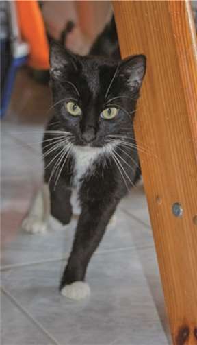 Die verschmuste Katze Mücke sucht ebenfalls ein neues Heim.Privat