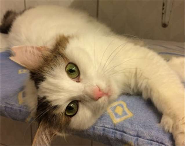 Die verschmuste Katze ist auch mit Artgenossen sehr gut verträglich. privat