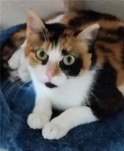 Die verschmuste Maggi sucht eine neue Familie.privat