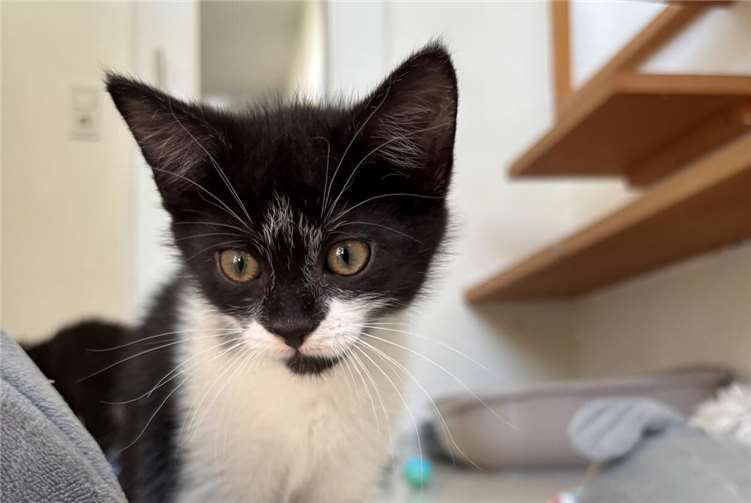 Die vielen Katzenkinder würden sich sehr freuen, wenn der ein oder andere beim nächsten Einkauf ein paar Dosen oder einen Sack Katzenstreu mehr mit einpackt und im Tierheim vorbeibringt.  Foto: Tierheim Andernach