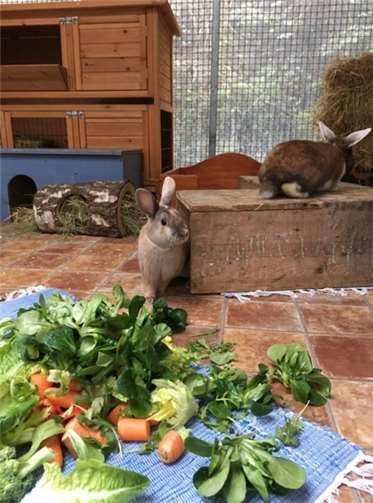 Die vier Kaninchen sind noch sehr verspielt. Fotos: privat