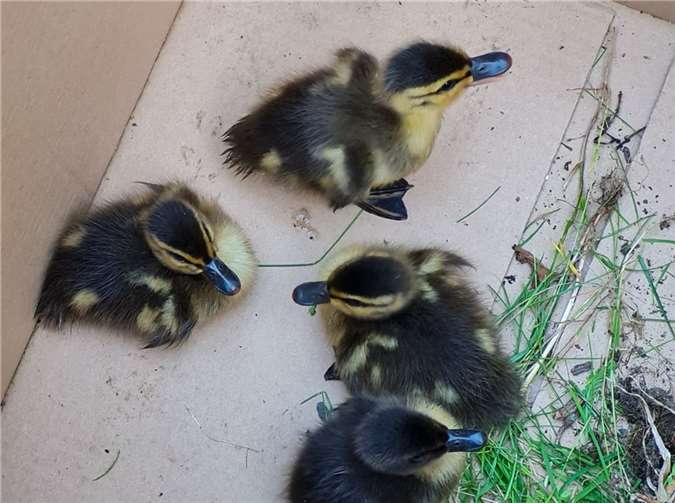 Die vier Küken wurden von den Polizistinnen aus ihrer Not befreit. Foto: Polizei