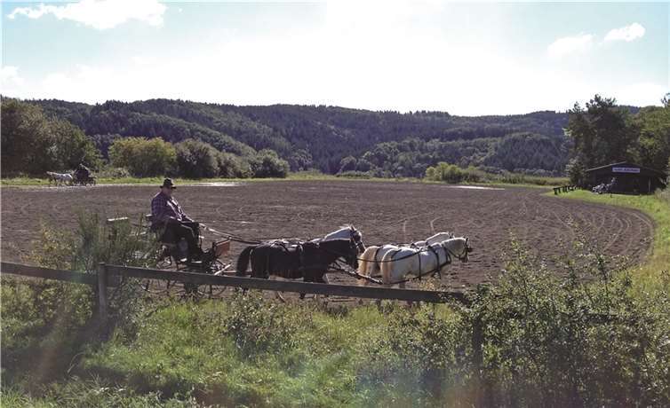 Die vier Pferde zeigen was sie können.privat