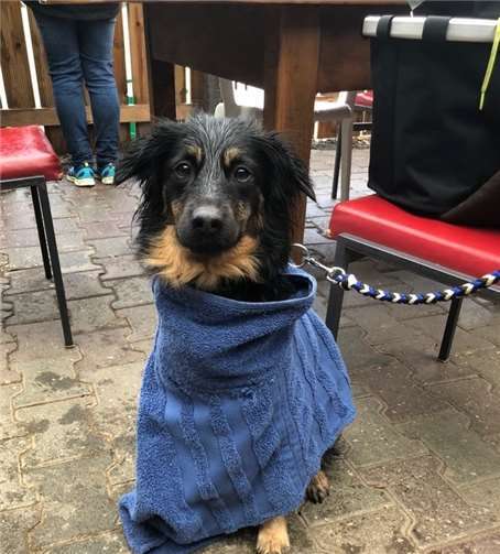 Die vierbeinigen Sportler liefen zur Höchstform auf. HSC Sinzig