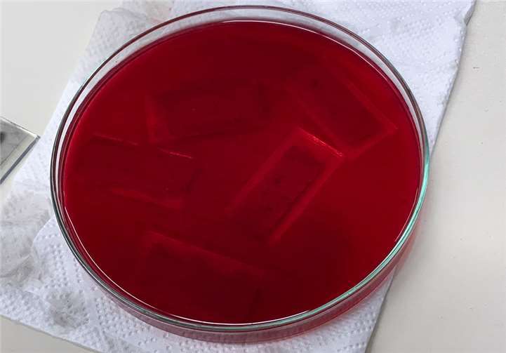 Die von den Nonnenwerthern entwickelten Solarzellen ahmen mit Pflanzenfarbstoffen den natürlichen Prozess der Photosynthese nach.Foto: Dr. Jeanette Latus