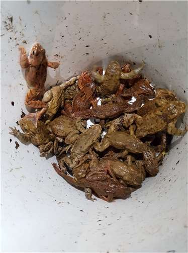 Die wandernden Amphibien werden beim Versuch, auf dem Weg von ihren Winterquartieren zu ihren Laichgewässern zu gelangen, durch die Schutzzäune am Überqueren der Straßen gehindert und zu den in den Boden eingelassenen Fangeimern geleitet. Fotos: Petra Steinhauer