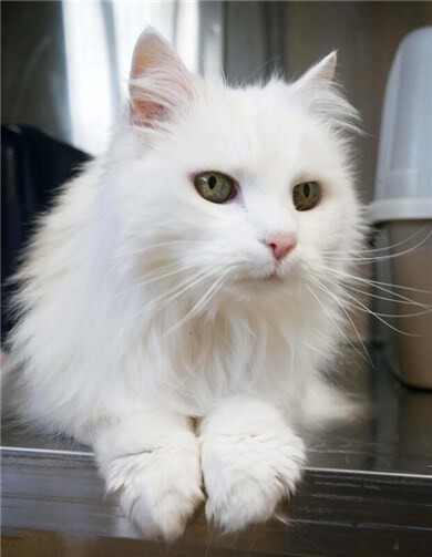 Die weiße Angorakatze Elli ist 20 Jahre alt und bereits zum zweiten Mal bei der Katzenhilfe Neuwied. Fotos: Doris Litz