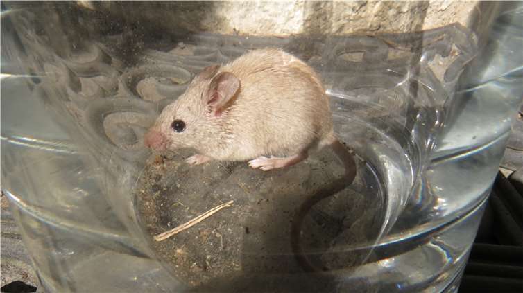 Die wilde, cremefarbene Hausmaus.  Foto: Stefan Krumme