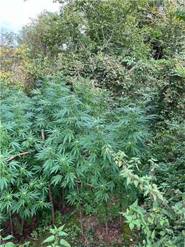 Die wildgezüchteten Cannabispflanzen.  Foto: Kreispolizeibehörde Euskirchen