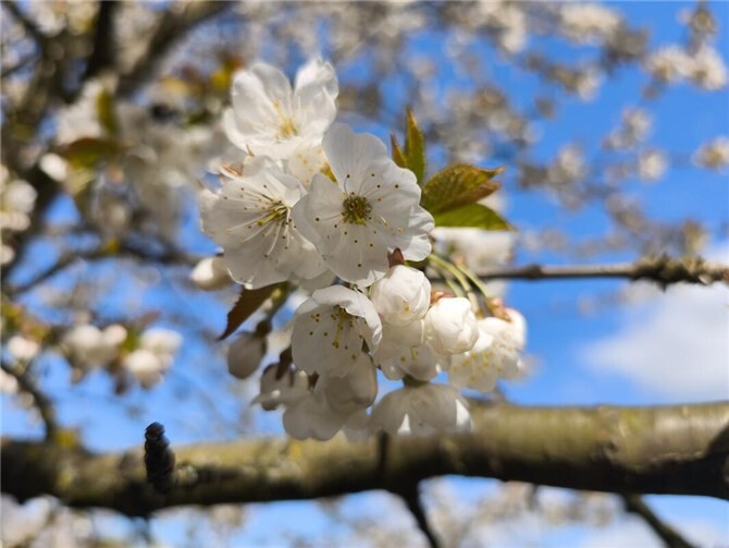 Die zahlreichen Blüten auf der Strecke und an den Stationen sind immer ein optisches Highlight.