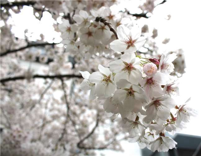 Die zahlreichen Blüten auf der Strecke und an den Stationen sind immer ein optisches Highlight.