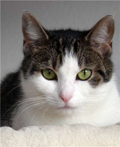 Die zarte Edda gehört zu den Katzen, die wegen der Reinigungs- und Renovierungsarbeiten in der Rheinstraße vorübergehend ausziehen müssen. Doris Litz