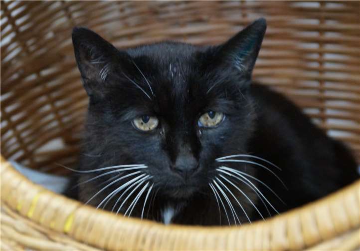 Die zauberhafte Katzendame Hermina wartet auf ein ruhiges, liebevolles Zuhause.