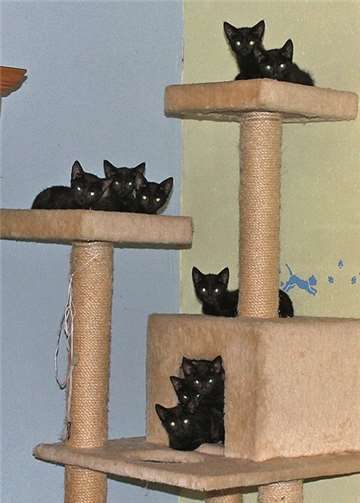 Die zehn Katzenbabys suchen alle einen neuen Besitzer. Privat