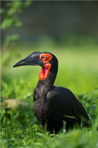 Die zu den Nashornvögeln zählenden Südlichen Hornraben stammen aus dem südlichen Afrika.  Foto: Marcus Propach