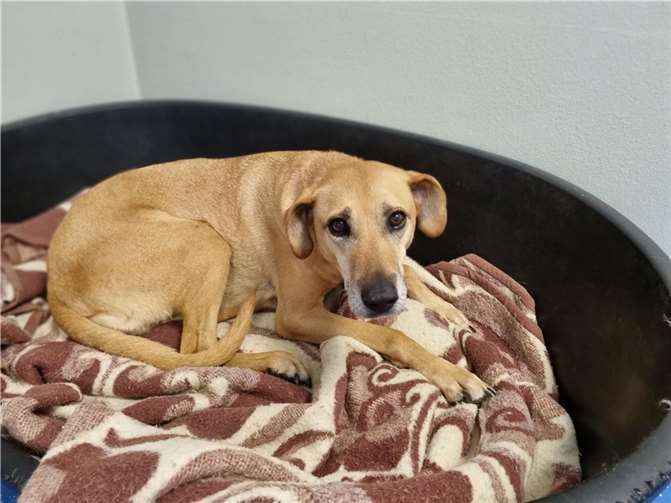 Die zurückhaltende, liebe Hündin Dacy sucht ein Zuhause.  Foto: Sybill Limbach