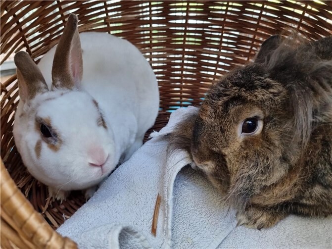 Die zwei Kaninchen Vito und Penelope suchen ein neues Zuhause. Foto: privat