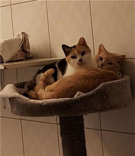 Die zwei Katzen Bimba und Inglesito aus dem Tierheim Mayen.  Foto: privat