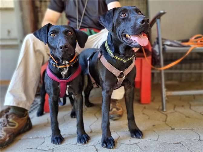 Die zwei Petterdale-Terrier Henk und Hexe.  Foto: privat