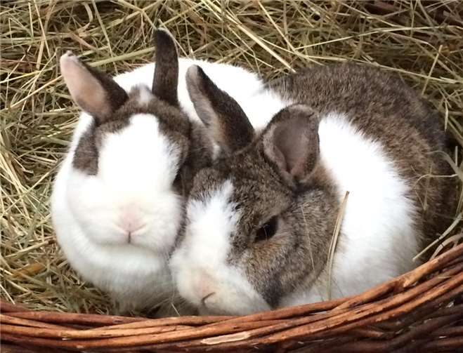 Die zwei Zwergkaninchen Susi und Bunny sind unzertrennlich.