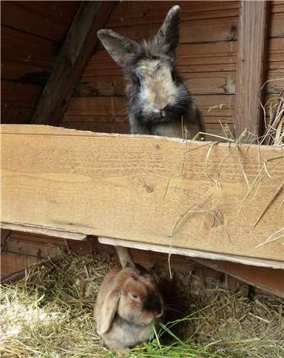 Die zwei kuscheligen Kaninchen suchen ein Zuhause.privat