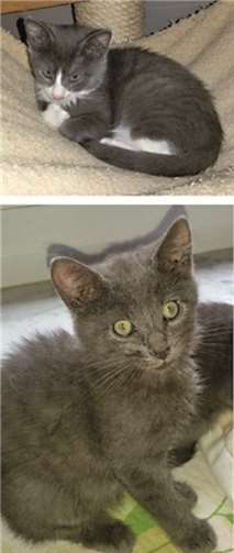 Die zwei niedlichen Katzenbabys suchen ein neues Zuhause.privat