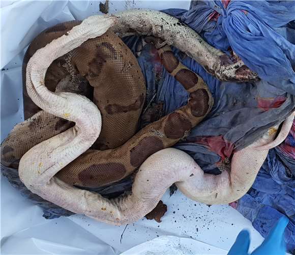 Die zwei riesigen Tiere wurden tot gefunden. Fotos: VG Mendig