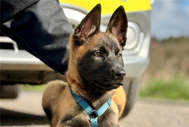 Die zwölf Wochen alte Hündin "Mellon".