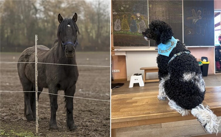 DieSchule darf ein Pony sowie einen Schulhund in Ausbildung als neue Weggefährten willkommen heißen.