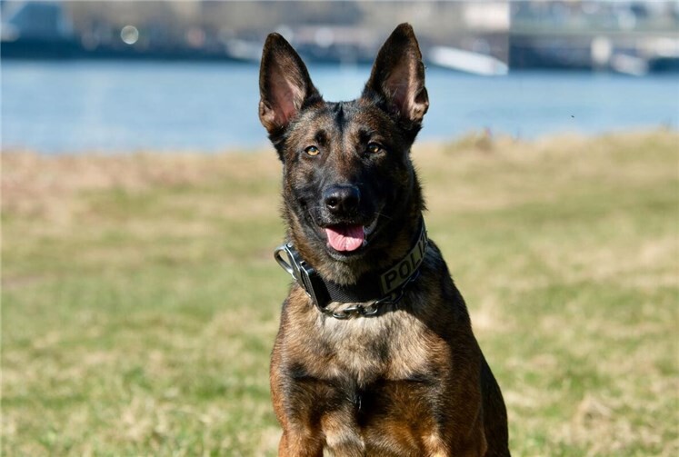 Diensthünding Ciri hat eine echte Spürnase bewiesen.